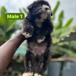 1-3 months Male Purebred Havanese