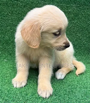 1-3 months Male Purebred Golden Retriever