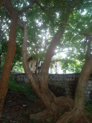 Almost 1/2 Acre Plot at 150 Metres From the Beach in Diani Beach