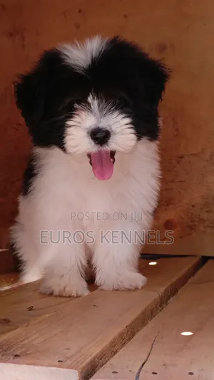 1-3 months Male Purebred Havanese