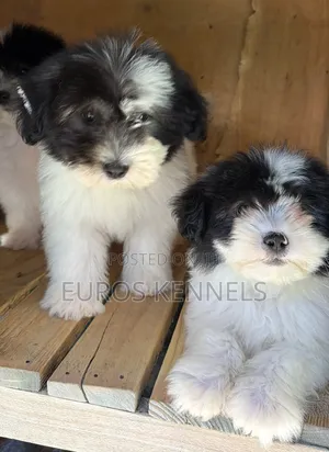 1-3 months Male Purebred Havanese