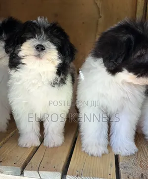 1-3 months Female Purebred Havanese