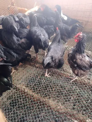 Black Australorp Chickens Available