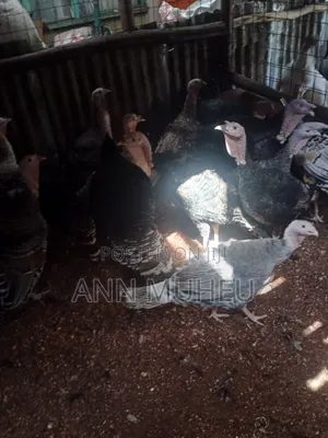 Mature Turkey Looking for New Homes