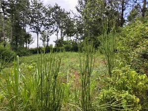 1 Acre for Sale in Merisho, Ngong.