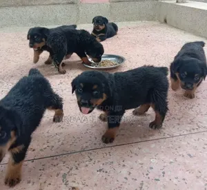 1-3 months Male Purebred Rottweiler