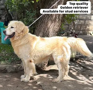 Golden Retriever Stud Service