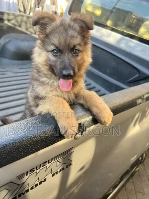 1-3 months Female Purebred German Shepherd