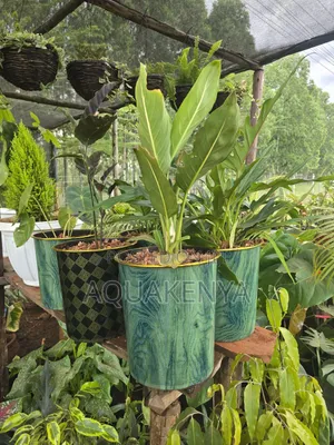 Potted Indoor Plants,Indoor Office Plants