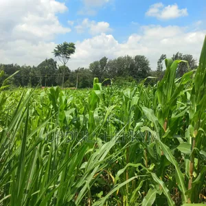 Prime Plot for Sale in Ruaka