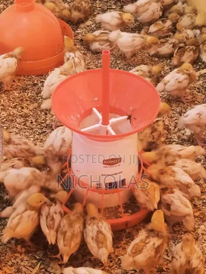 Commercial Layers Contract Farming From Day Old To Point Of Lay