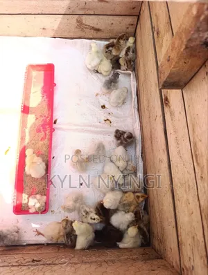Ornamental Birds Chicks