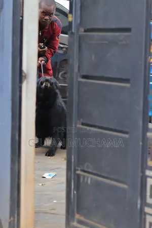Protection Dog Training.