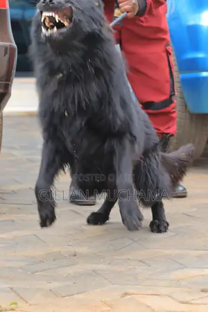 Protection Dog Training.