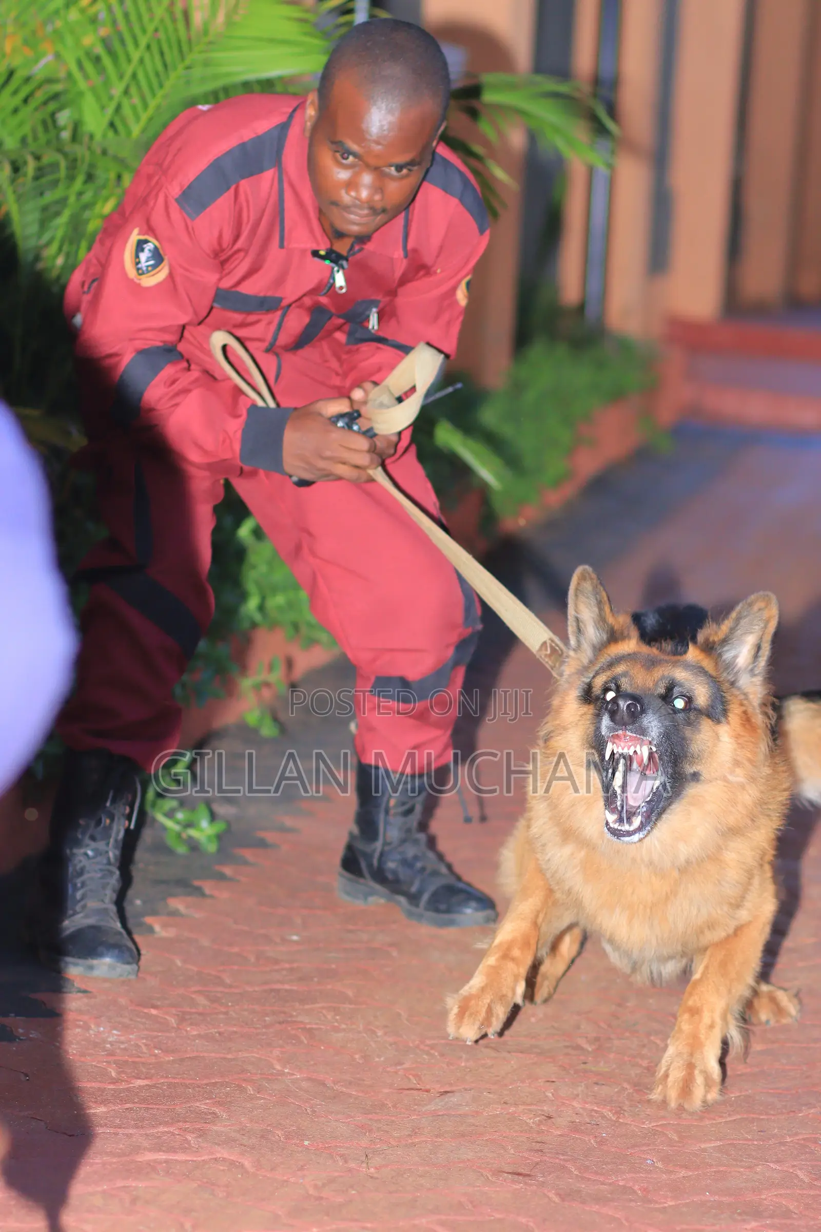 Protection Dog Training.