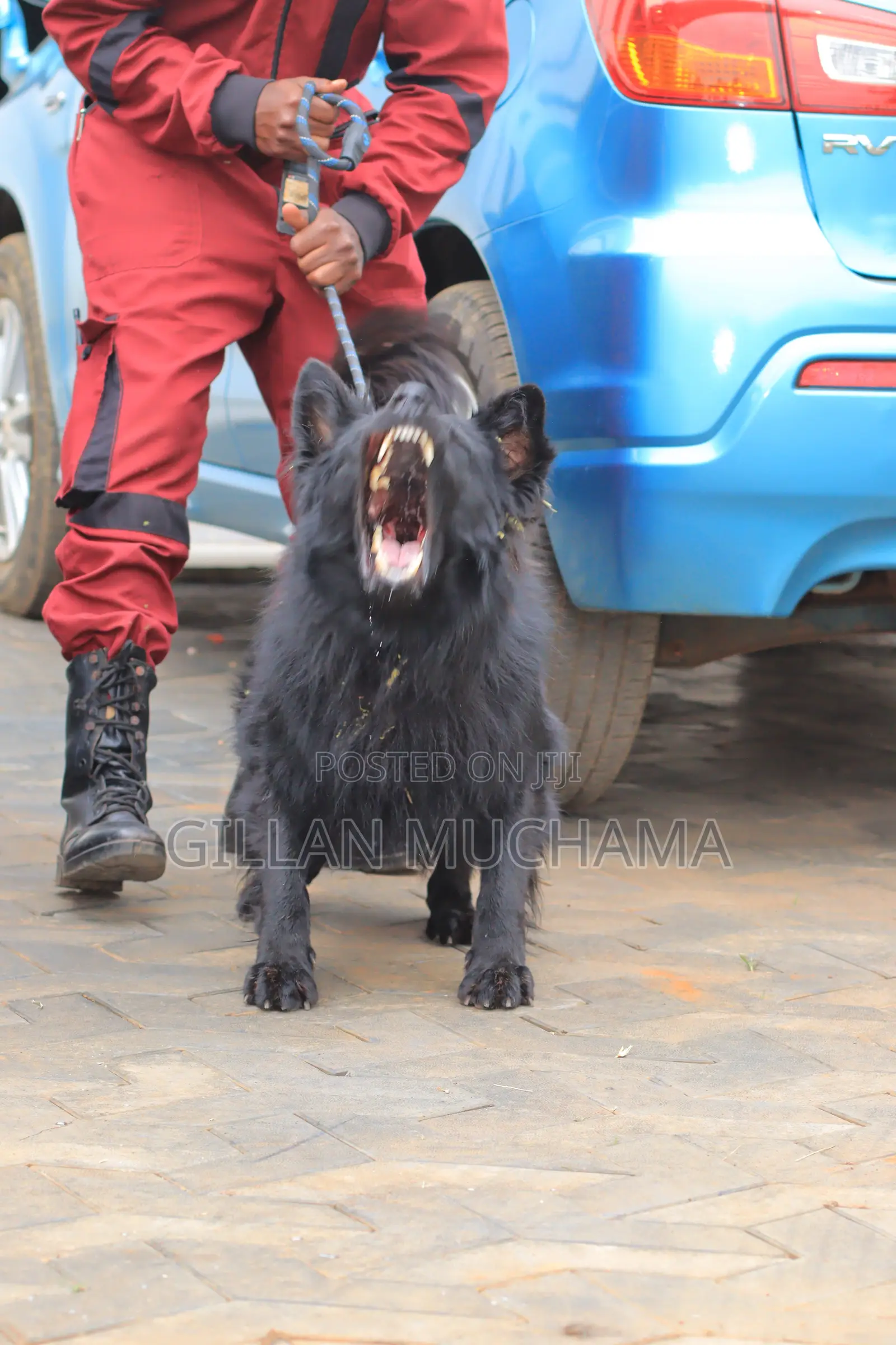 Protection Dog Training.