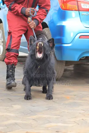 Protection Dog Training.