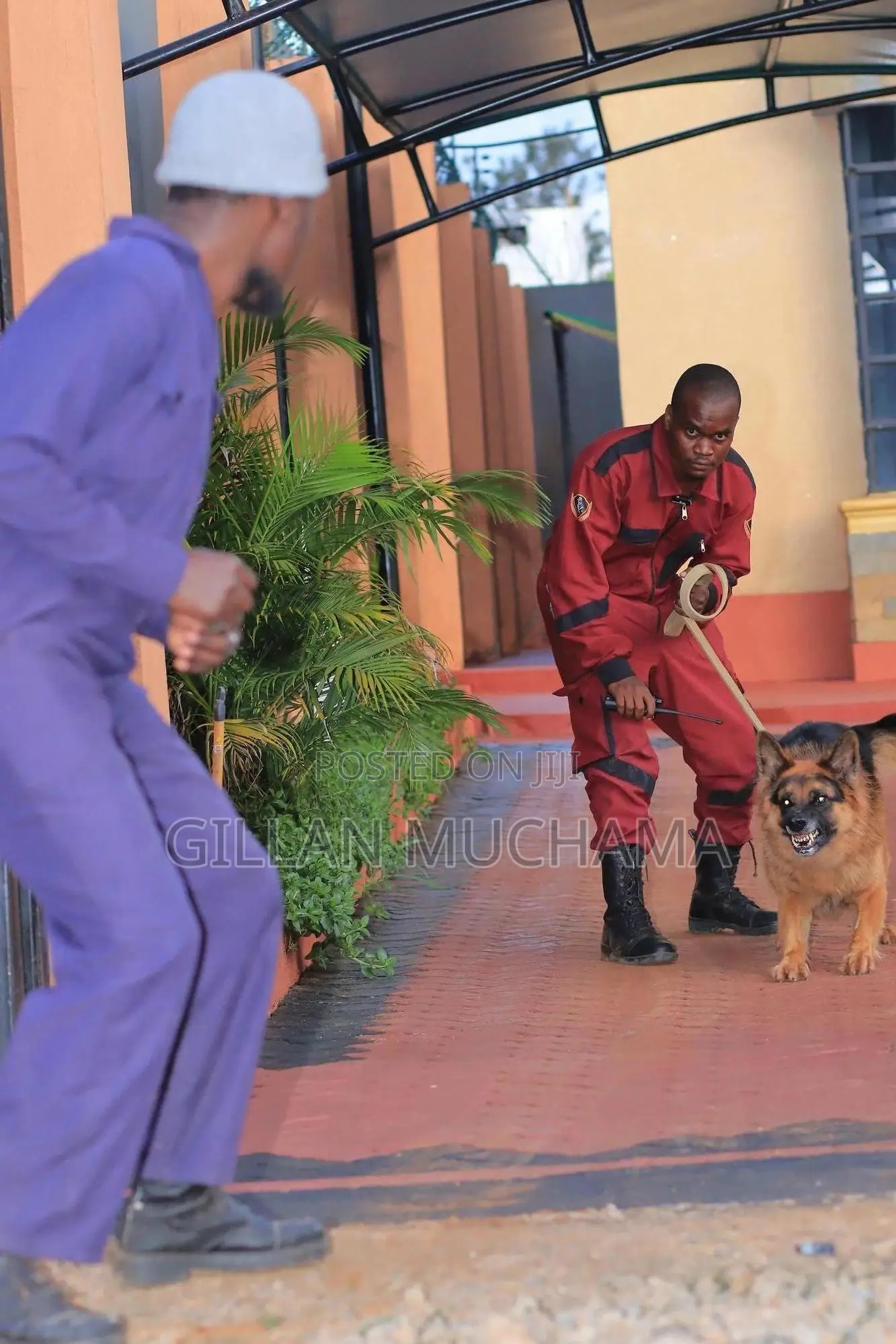 Protection Dog Training.