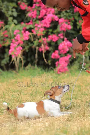 Puppy Training Program