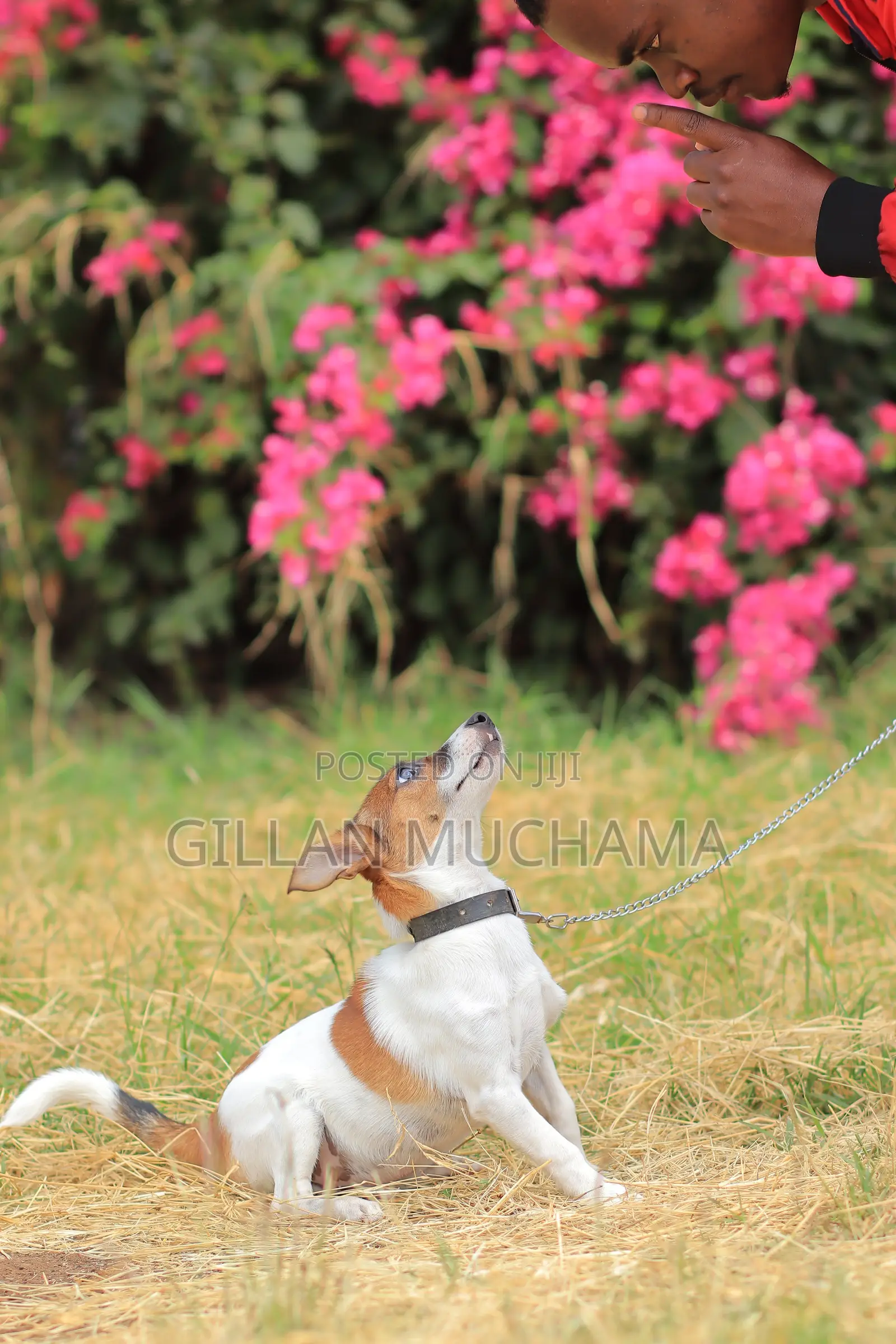 Puppy Training Program