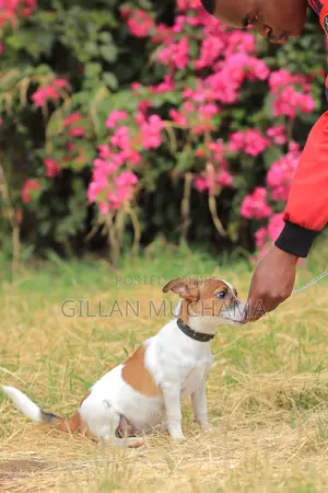 Puppy Training Program