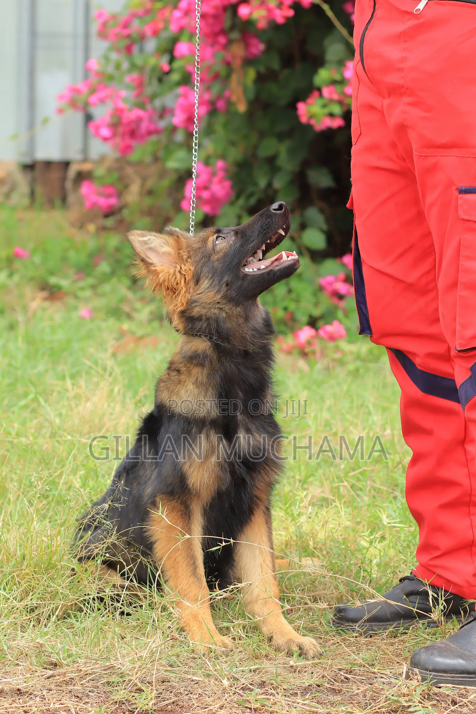Puppy Training Program