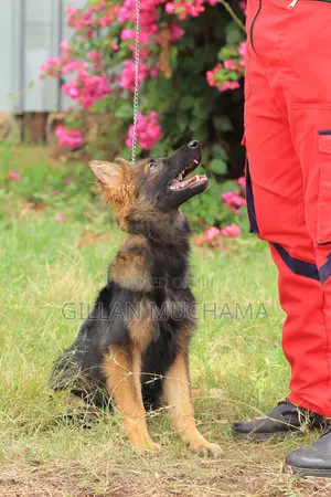 Puppy Training Program