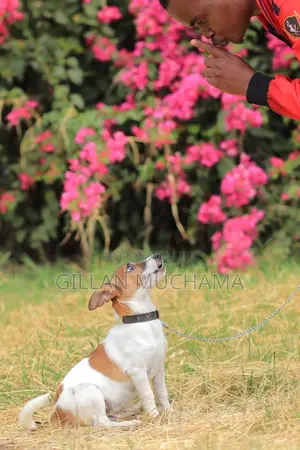 Professional Dog Training Services