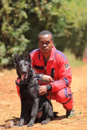 Professional Dog Training Services