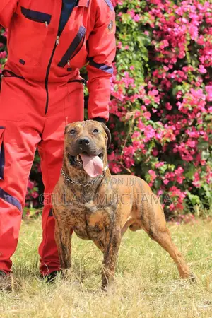 Professional Dog Training Services