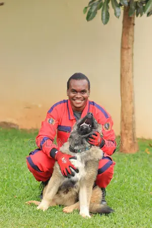 Professional Dog Training Services
