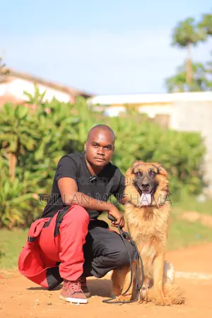 Dog Obedience Training | Professional Dog Trainer Near Me | Nairobi,