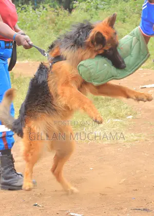 Security Dog Patrol Dog Training Kenya | Training for Security