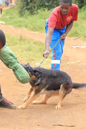 Security Dog Patrol Dog Training Kenya | Training for Security
