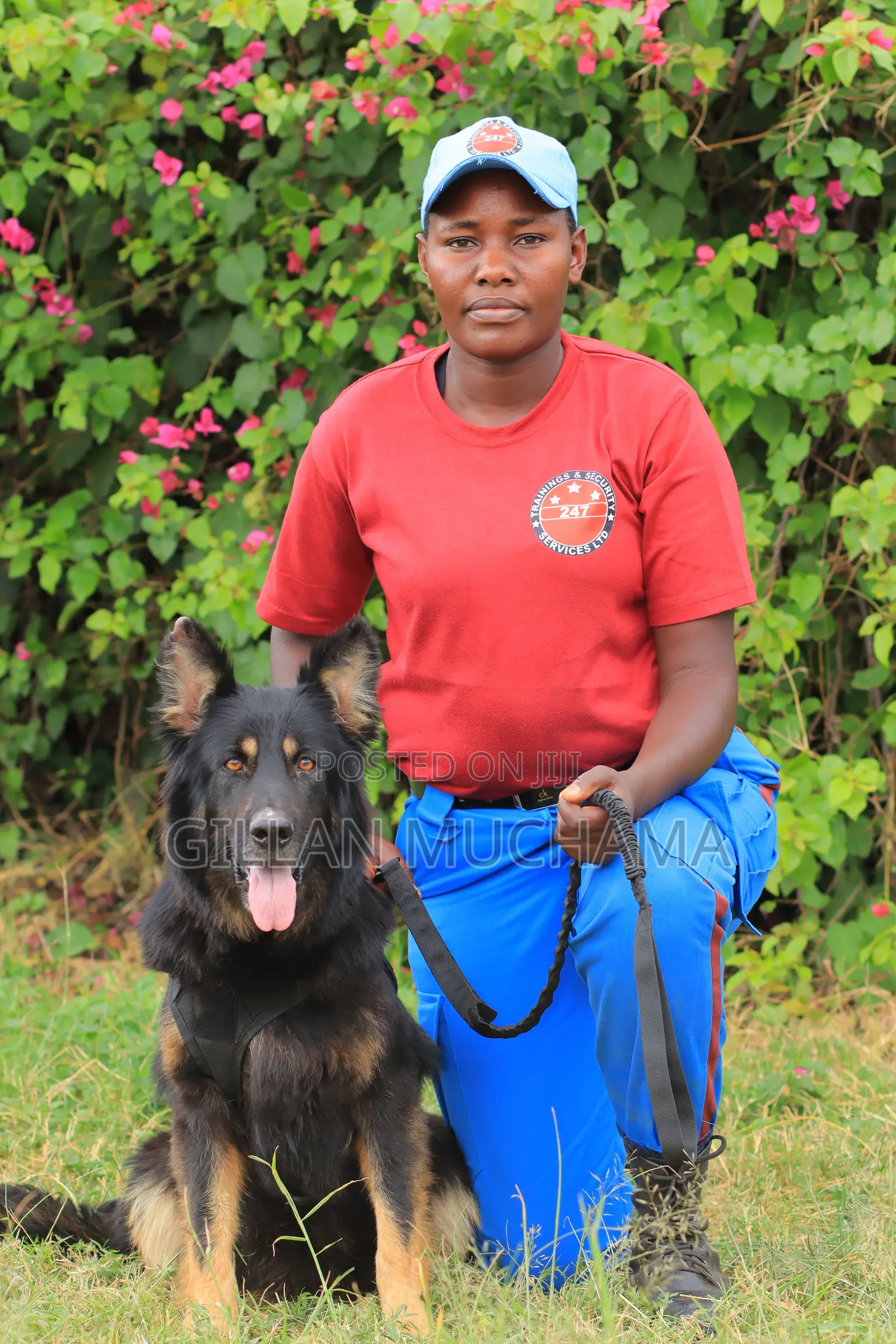 Security Dog Patrol Dog Training Kenya | Training for Security
