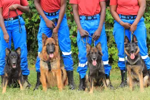 Security Dog Patrol Dog Training Kenya | Training for Security