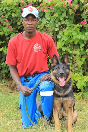 Security Dog Patrol Dog Training Kenya | Training for Security