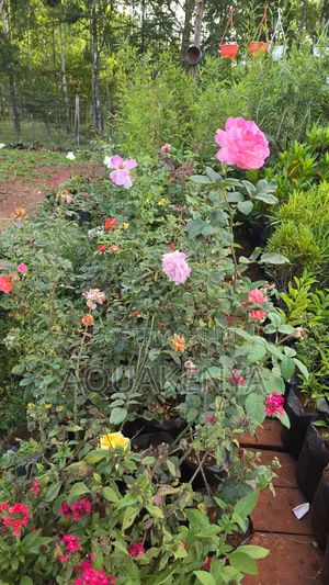 Rose Plants,Roses