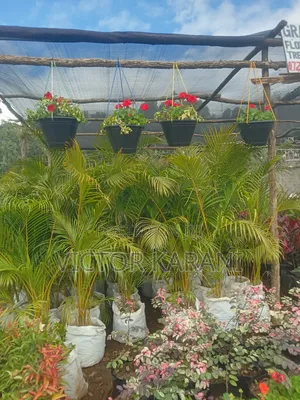 Hanging Flowers