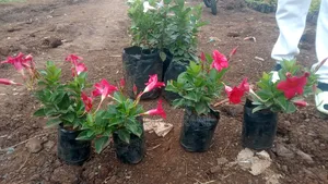 Hanging Flowers