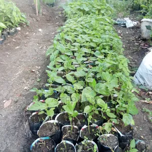 Sk Trees Seedlings
