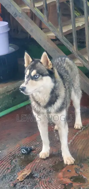 6-12 months Male Purebred Siberian Husky