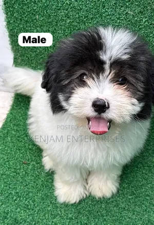 1-3 months Male Purebred Havanese