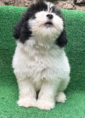 1-3 months Female Purebred Havanese