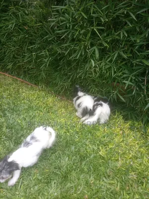 1-3 months Male Purebred Havanese