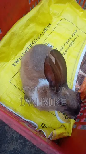 3 Month Old Female Rabbits for Sale at Acacia, Nakuru