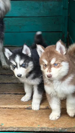 1-3 months Male Purebred Siberian Husky