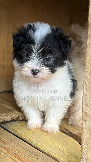 1-3 months Male Purebred Havanese