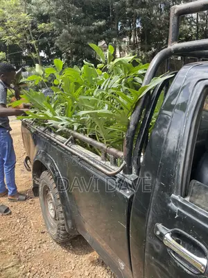 Pickup for Transport