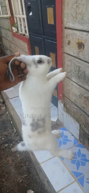 Giant Checkered Male 3 Months Old